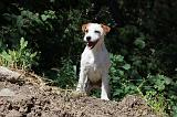 PARSON RUSSEL TERRIER 010